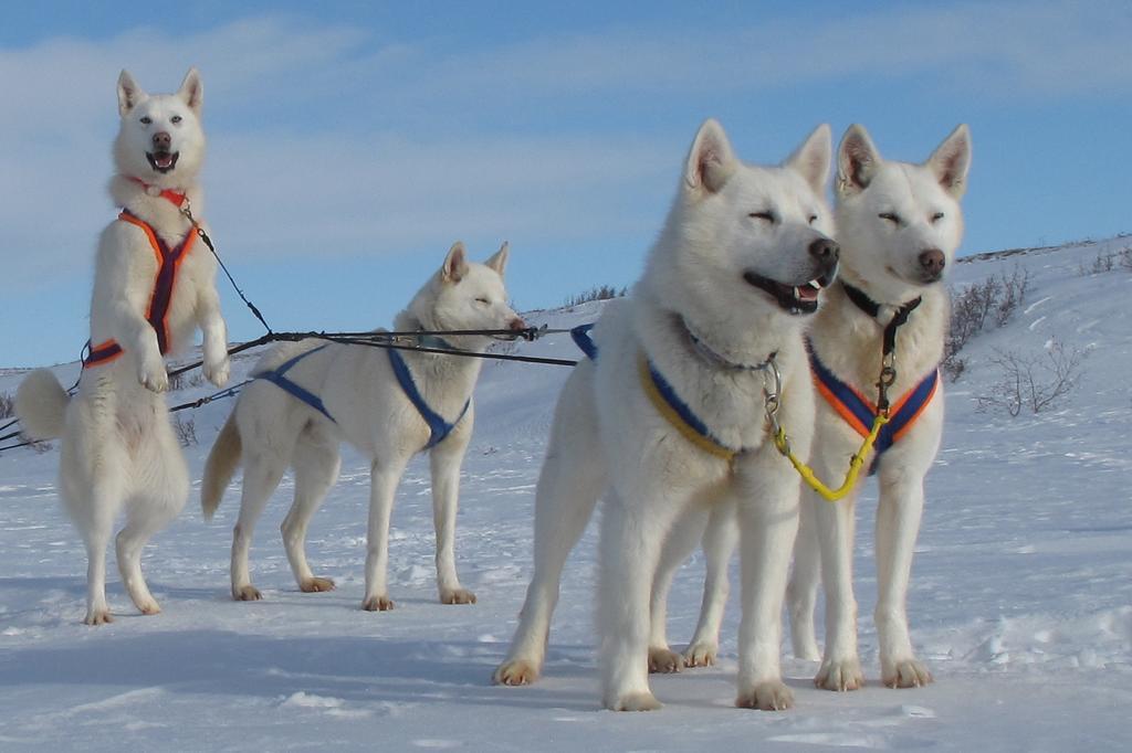 Arctic Chalet Resort Inuvik Buitenkant foto